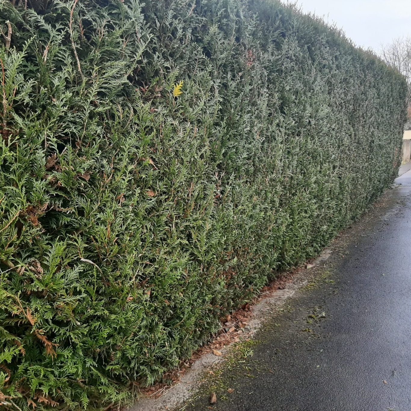 Haie-1 Haie taillée dense et verdoyante le long d'un chemin.